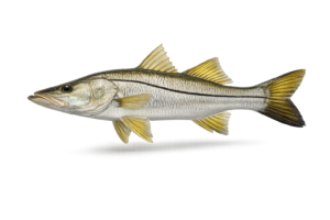 snook