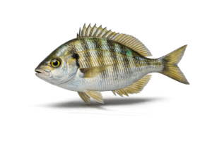 pinfish