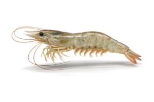 live shrimp